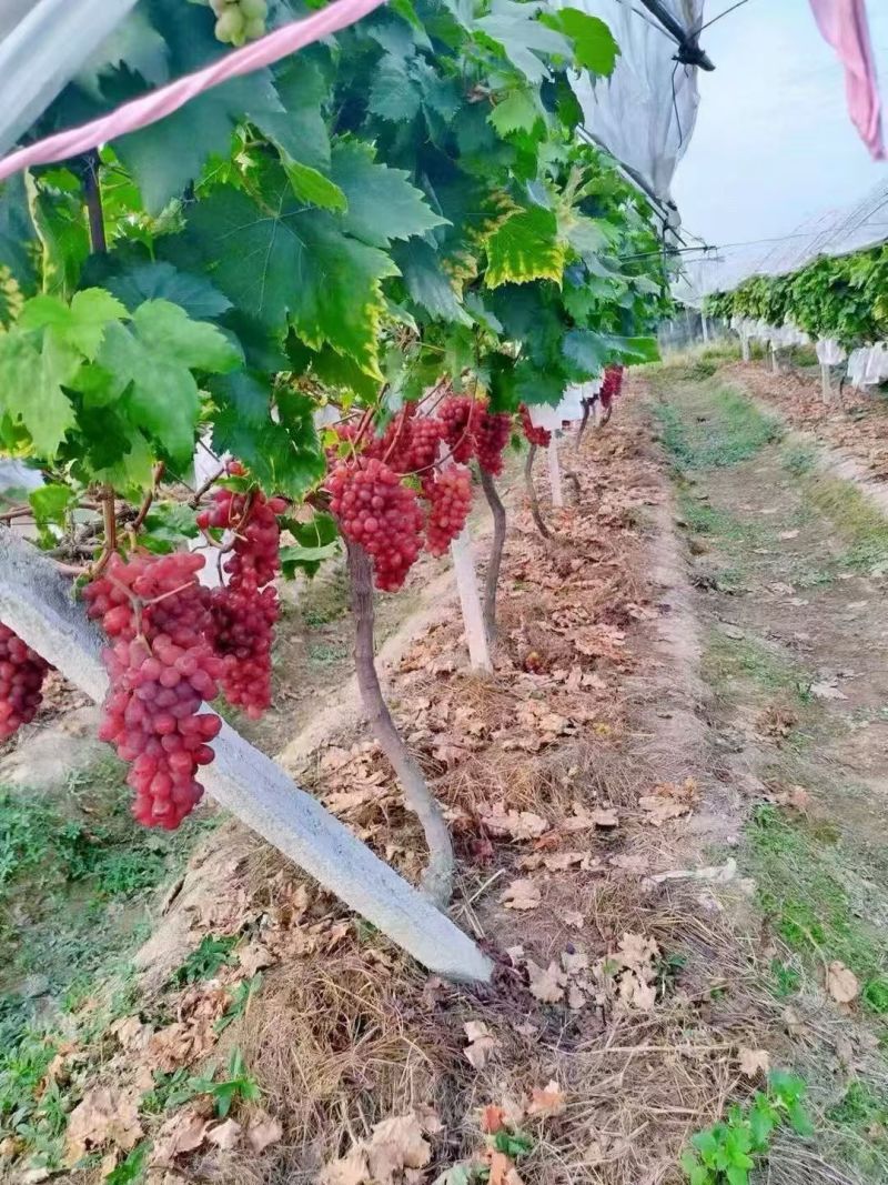 绥宁东山红提