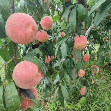 金秋红蜜