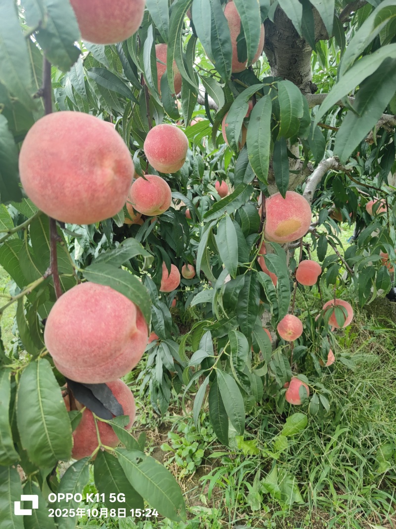 金秋红蜜