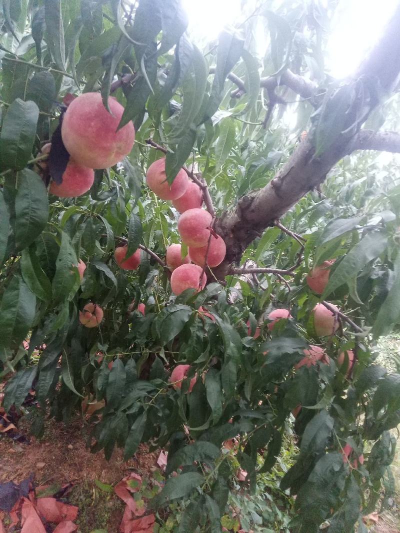 金秋蜜桃子