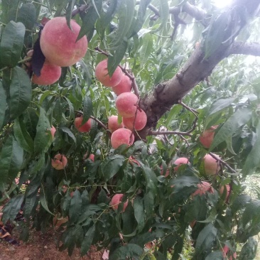 金秋蜜桃子