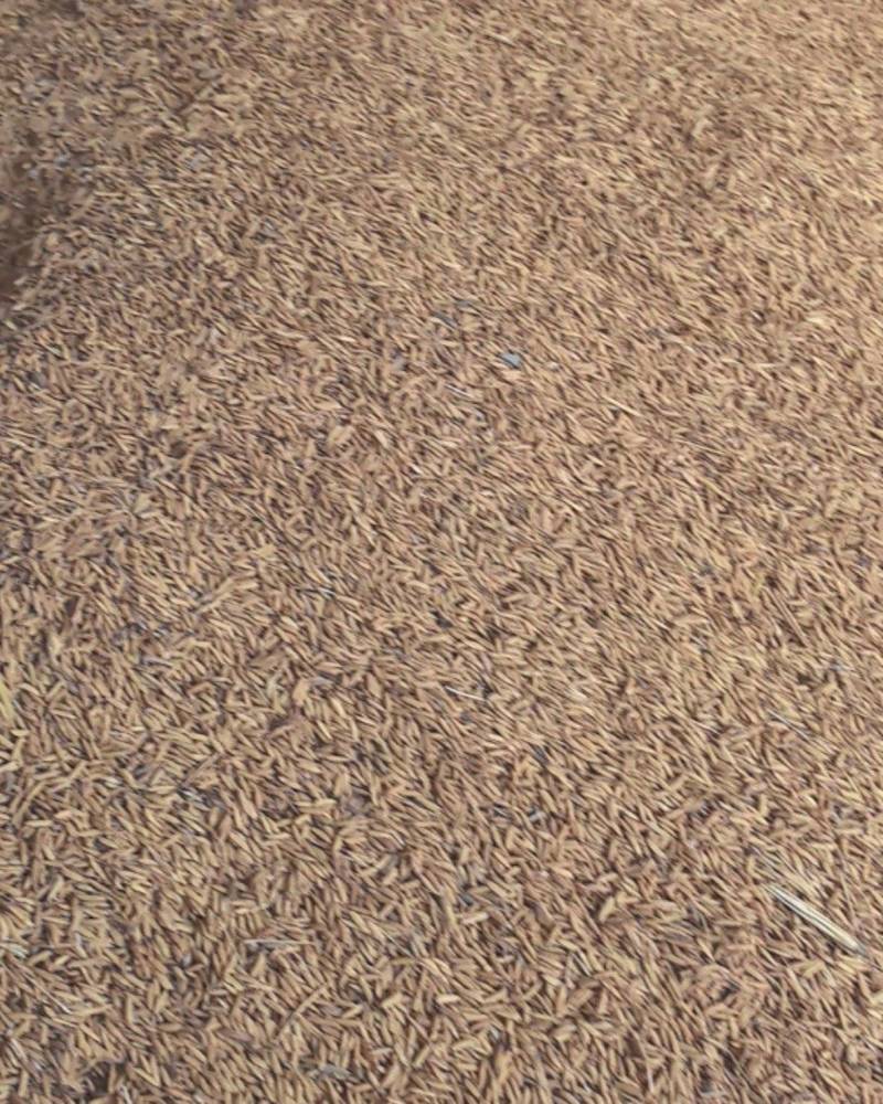 稻谷