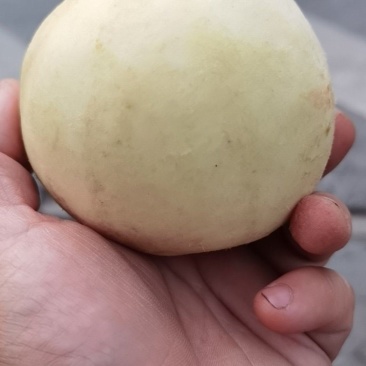 河南南阳金秋红蜜桃