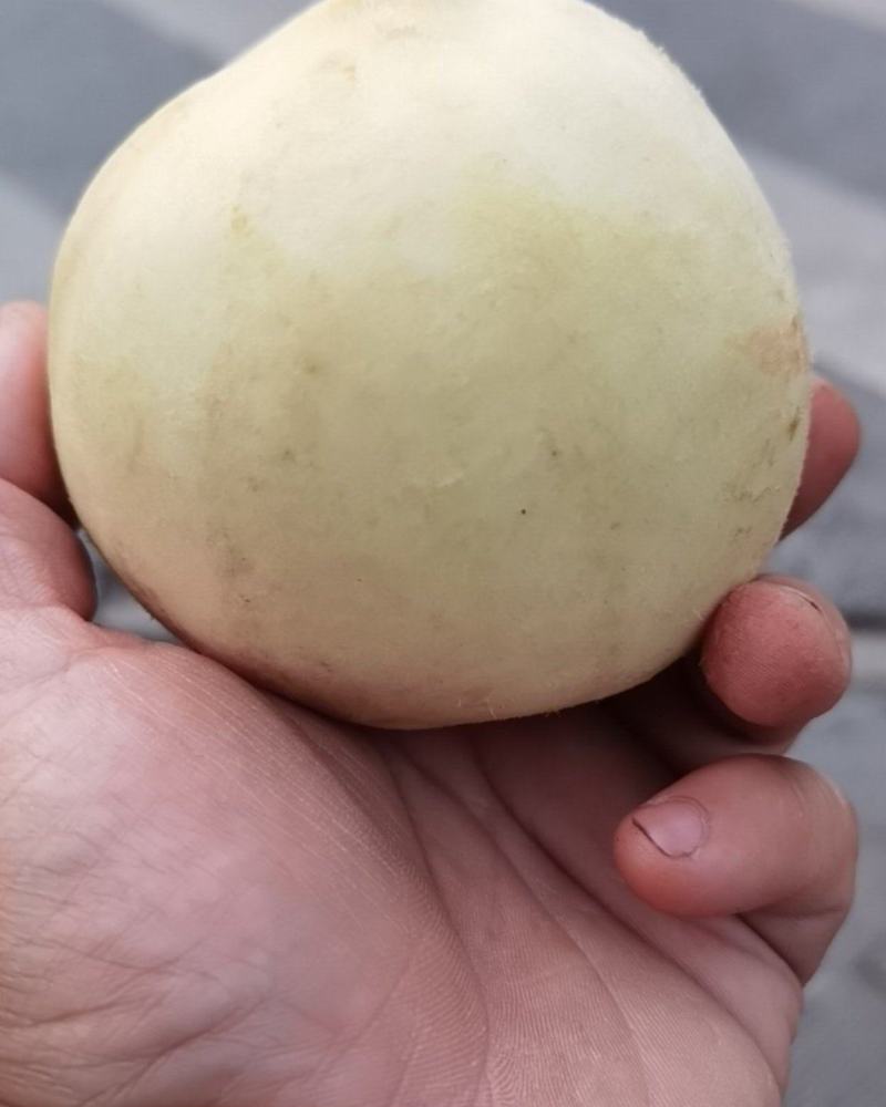 河南南阳金秋红蜜桃
