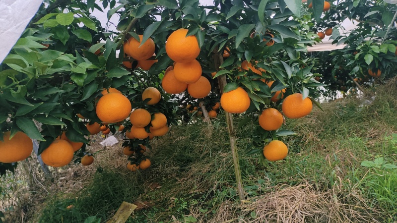 爱媛38号果冻橙，细皮，