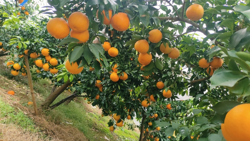 爱媛38号果冻橙，细皮，