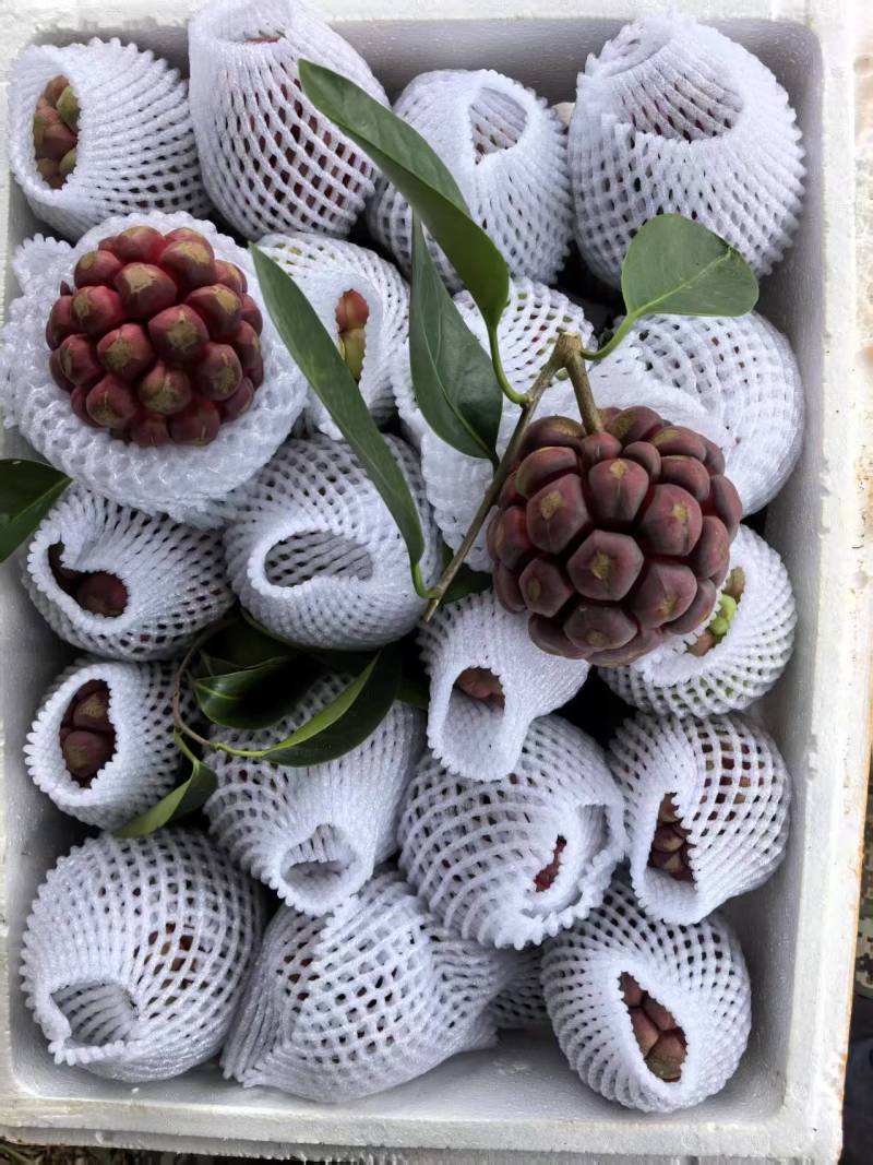 自家黑老虎，白菜价处理