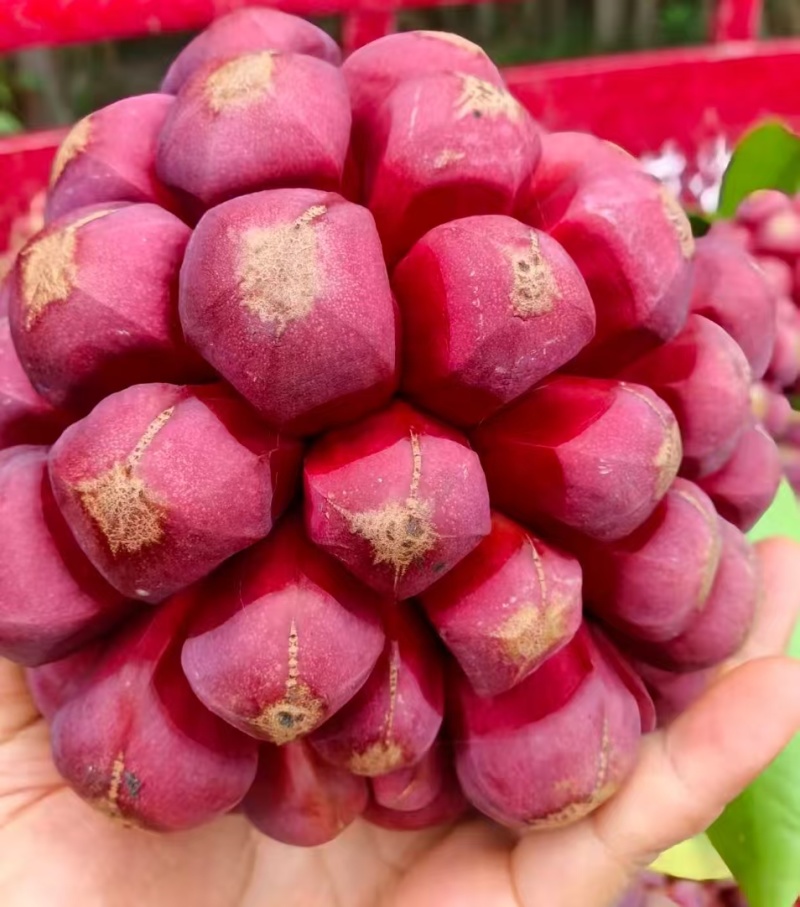 自家黑老虎，白菜价处理