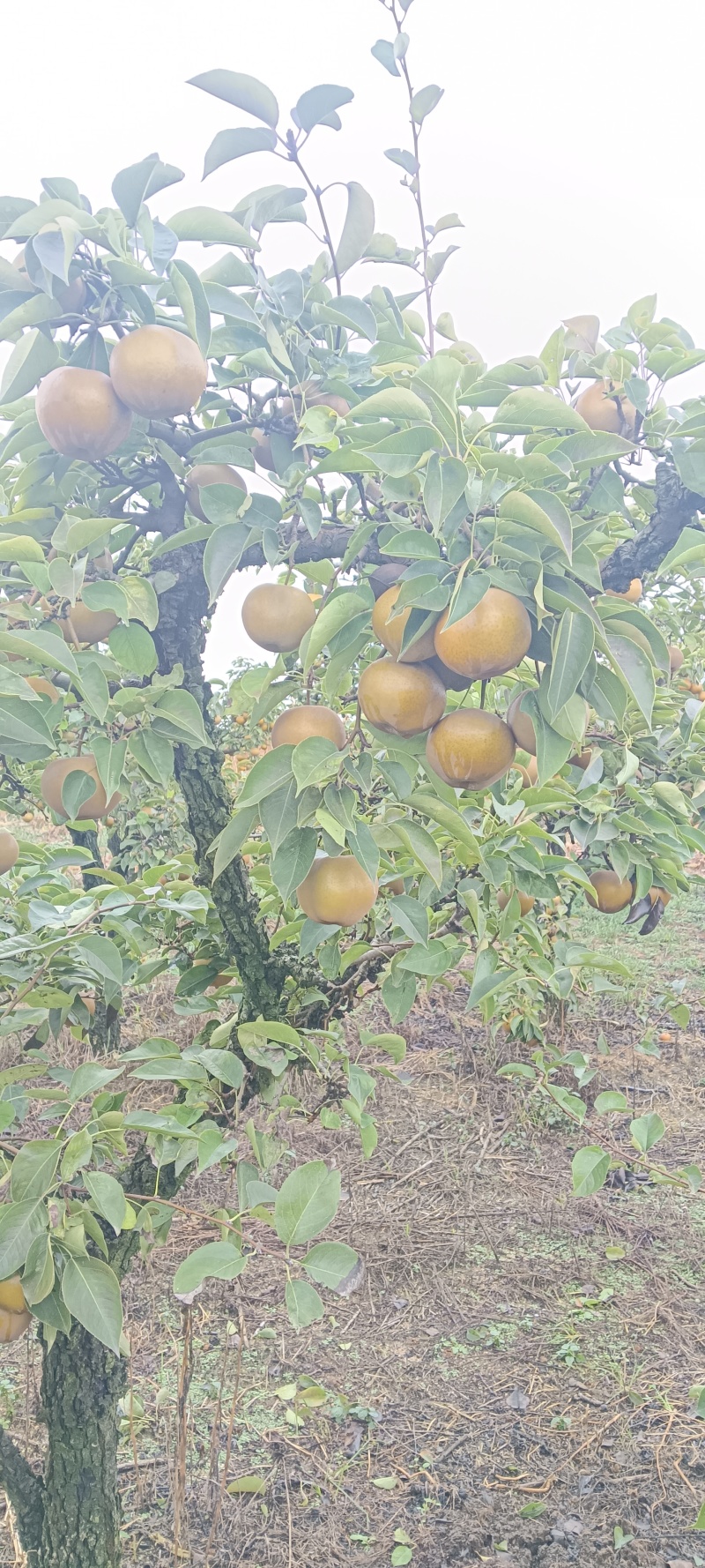 爱宕梨