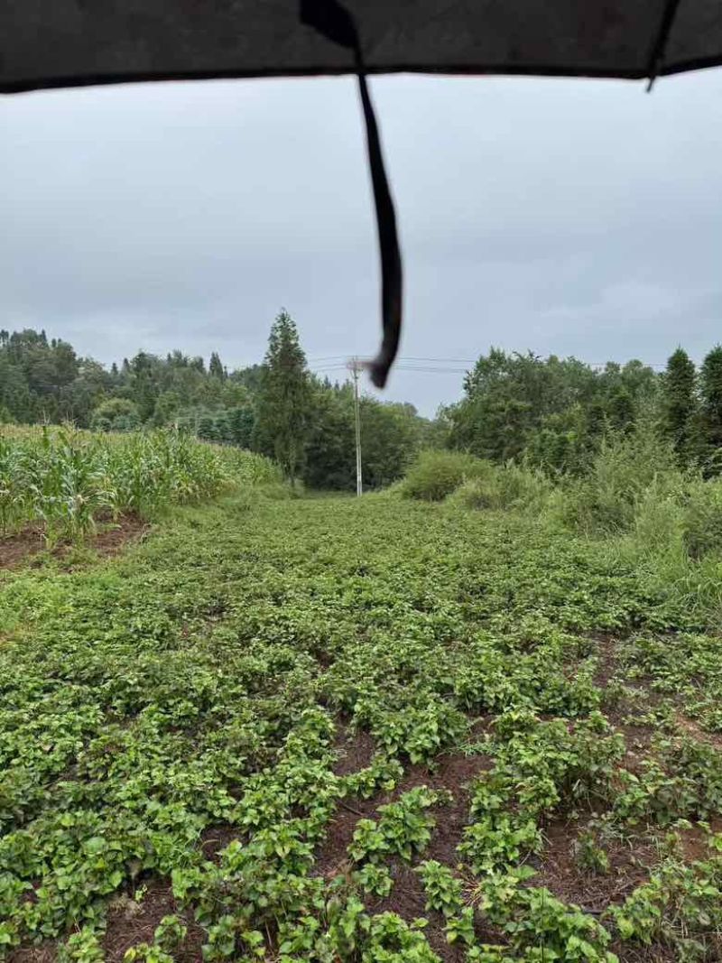 新鲜鱼腥草根