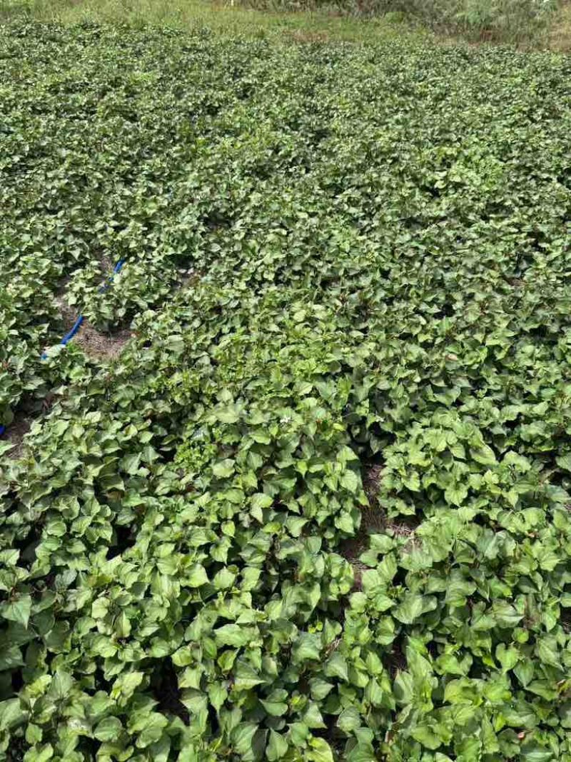 新鲜鱼腥草根