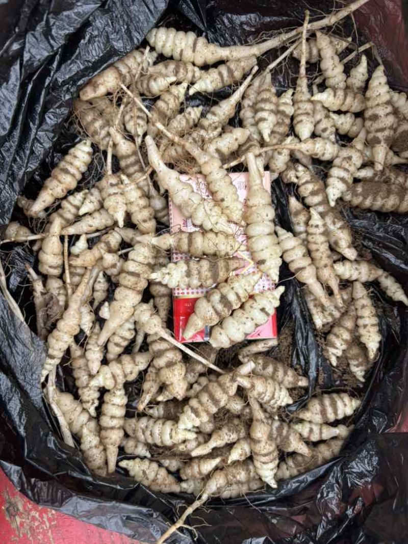 螺丝菜.