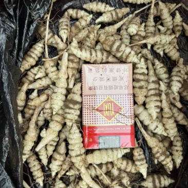 螺丝菜.