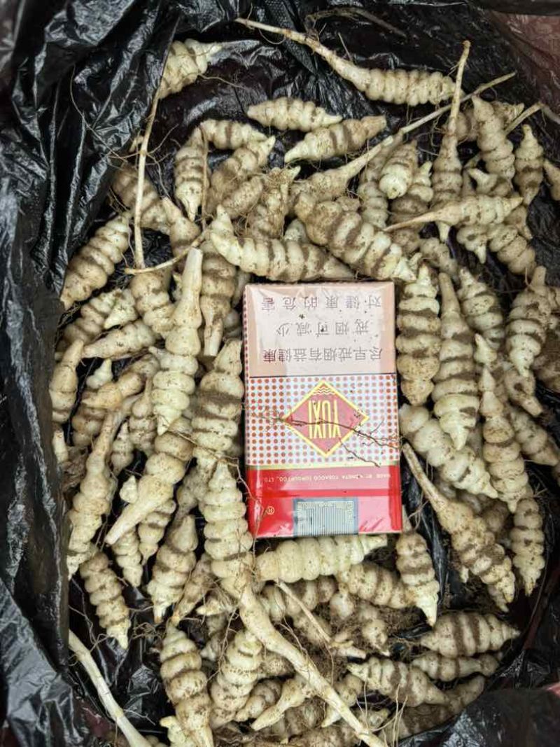 螺丝菜.