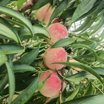 山东蜜桃