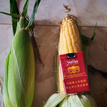 太阳花水果玉米