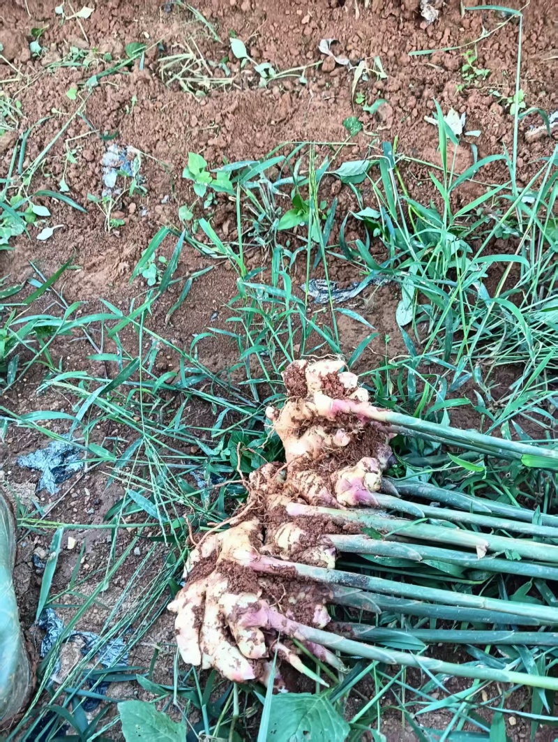 生姜产地直销，云南小黄姜，二号姜。