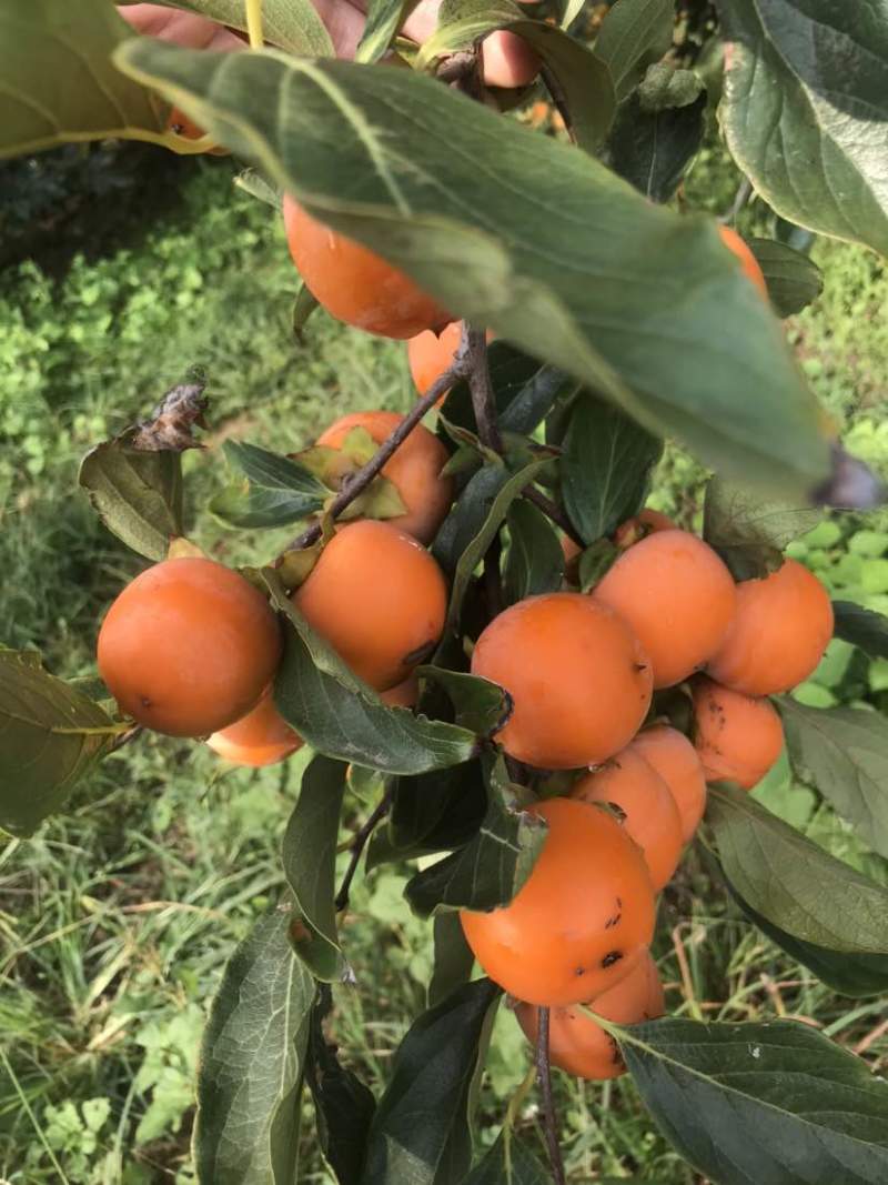 大吊红晚吊红