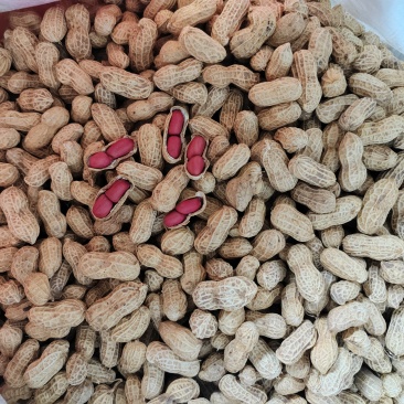 带壳红米干花生，粒粒饱满，香脆可口