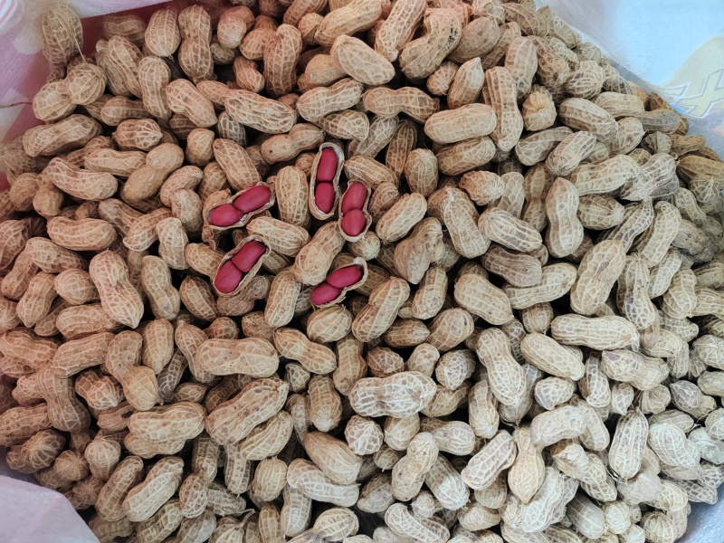 带壳红米干花生，粒粒饱满，香脆可口