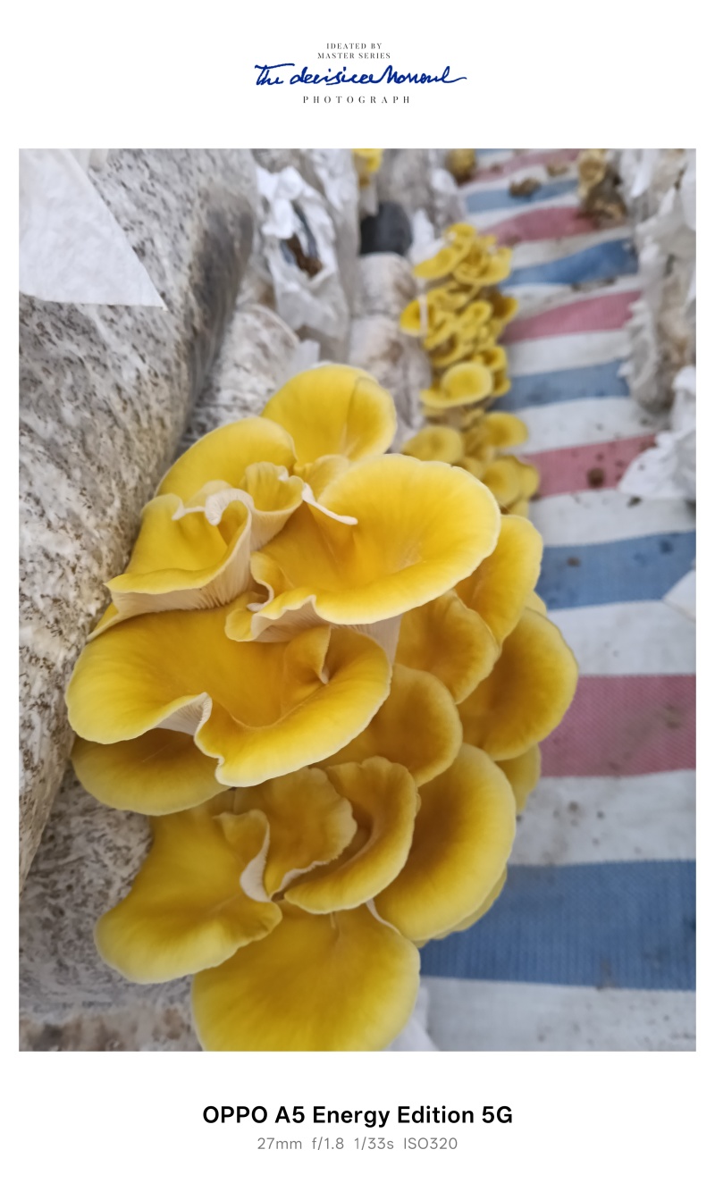 生鲜，榆黄菇，黄金菇
