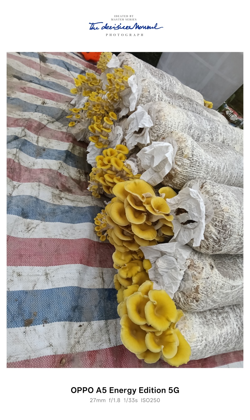 生鲜，榆黄菇，黄金菇