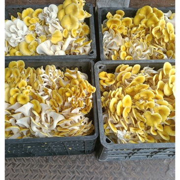生鲜，榆黄菇，黄金菇