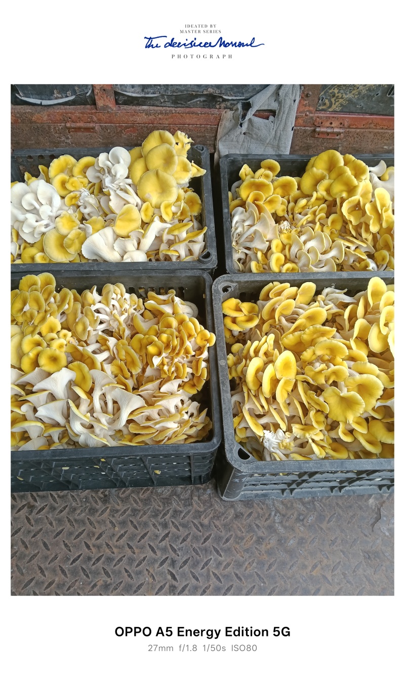 生鲜，榆黄菇，黄金菇