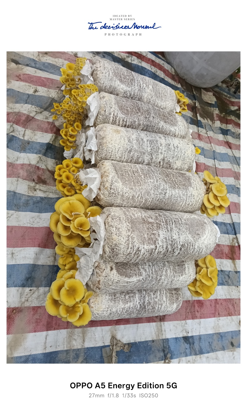 生鲜，榆黄菇，黄金菇