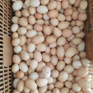 胡须鸡初生蛋