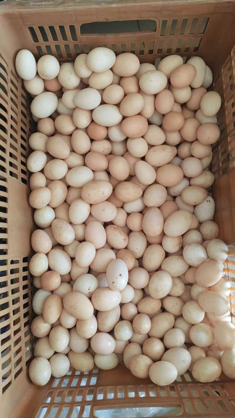 胡须鸡初生蛋