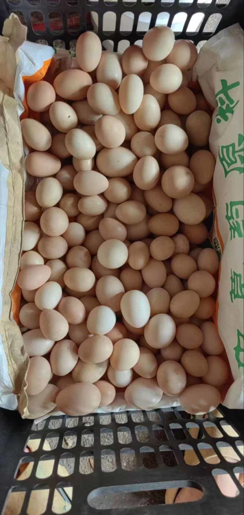 胡须鸡初生蛋