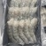 手剥虾仁原浆虾仁不保水不泡药