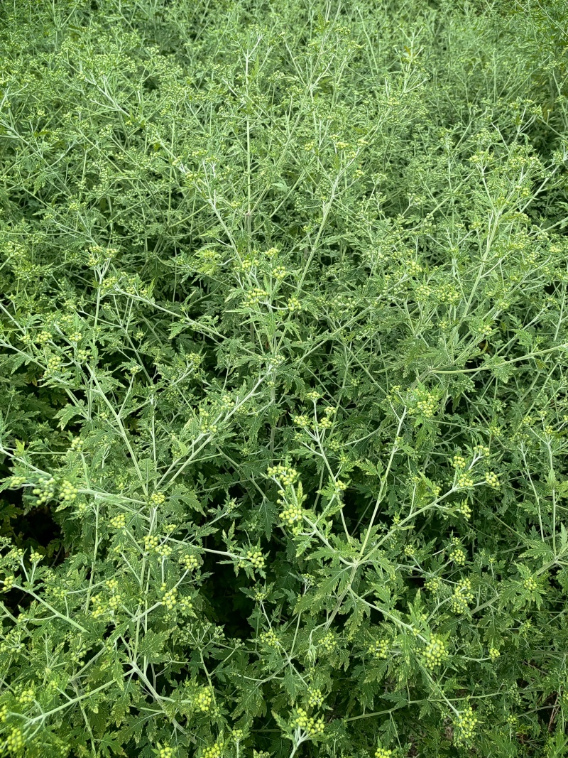 野菊花