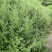野菊花