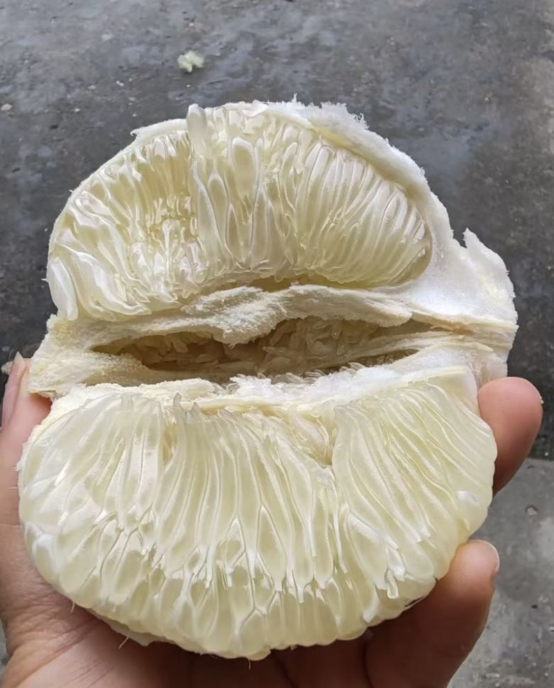 安江雪峰冰糖柚
