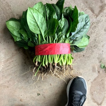 邯郸菠菜