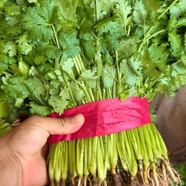香菜