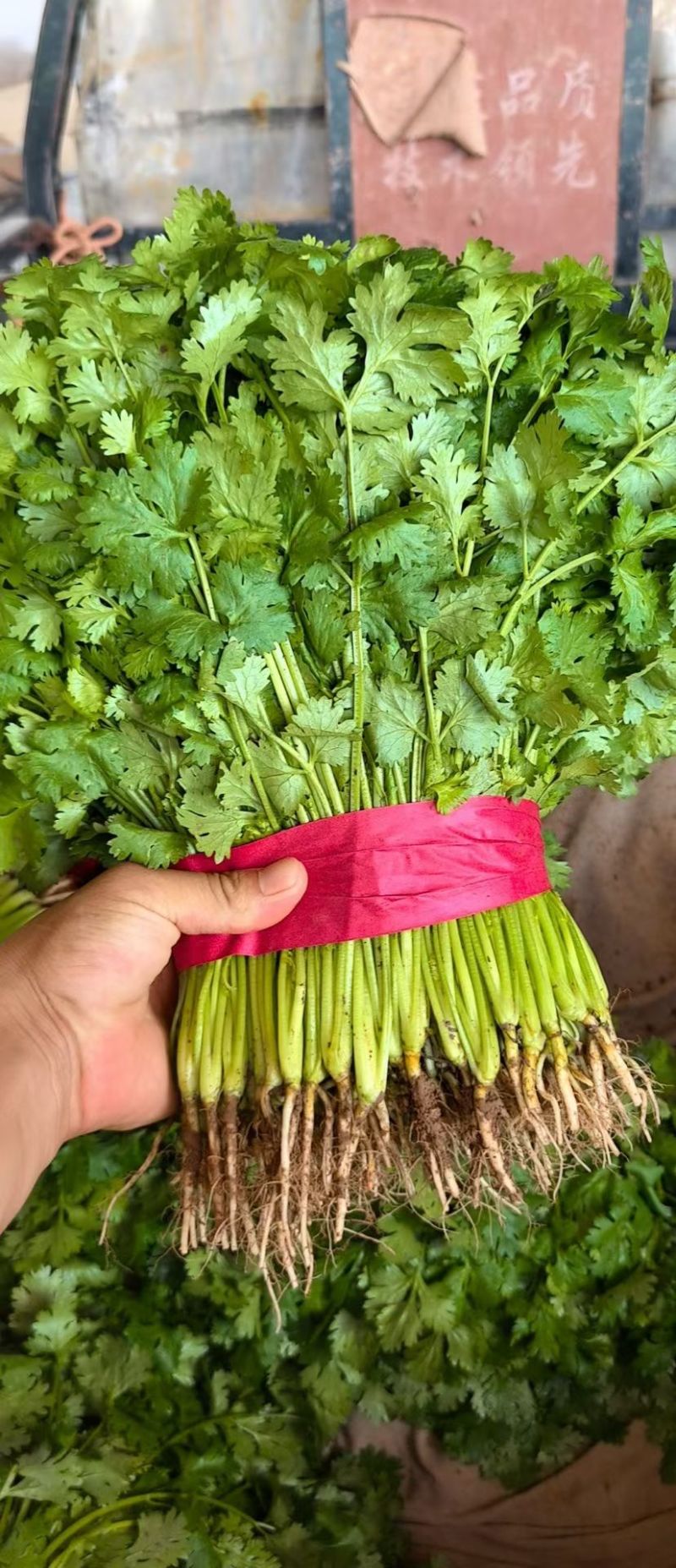 香菜