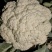 邯郸65小米花散花有机花