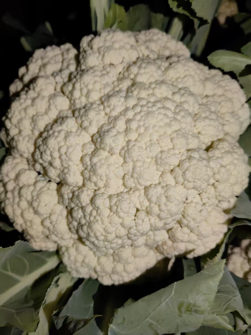 邯郸65小米花散花有机花