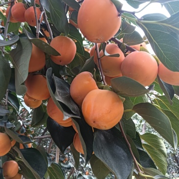 河南红灯笼柿子