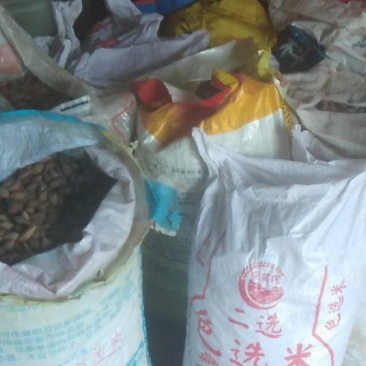 新鲜橄榄核