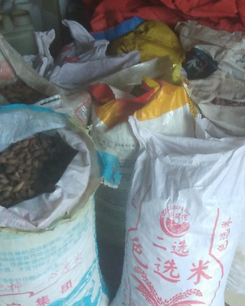 新鲜橄榄核