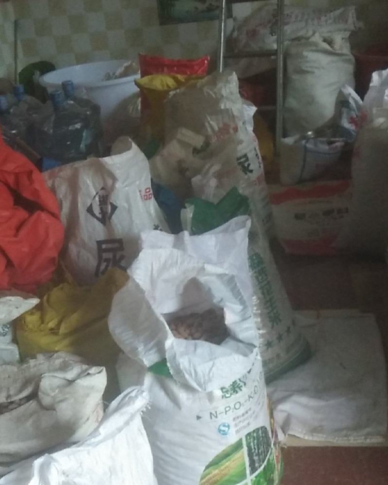 新鲜橄榄核