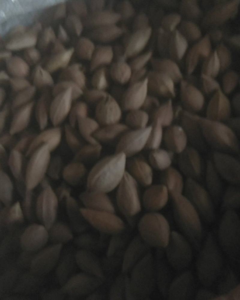 新鲜橄榄核