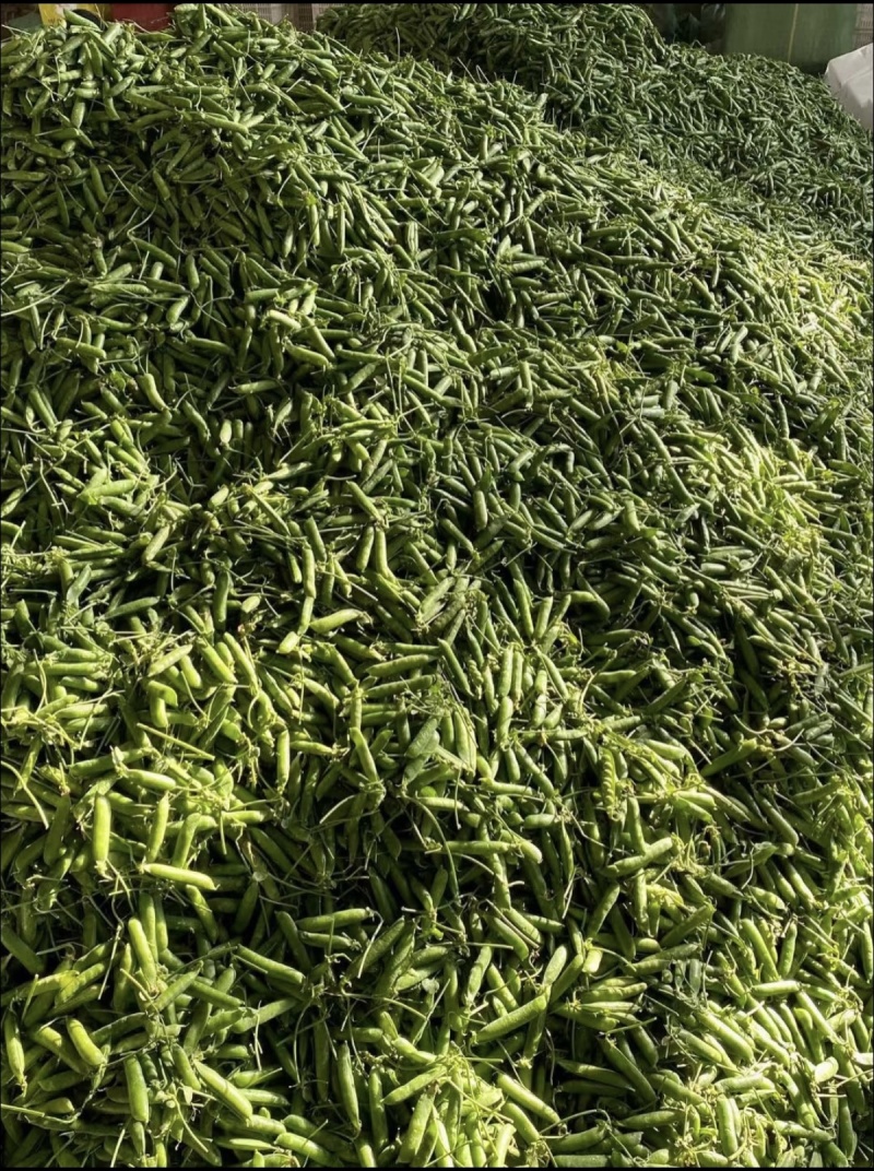 云南长寿豌豆荚上市货量充足户，源头供货，欢迎各位老板订购