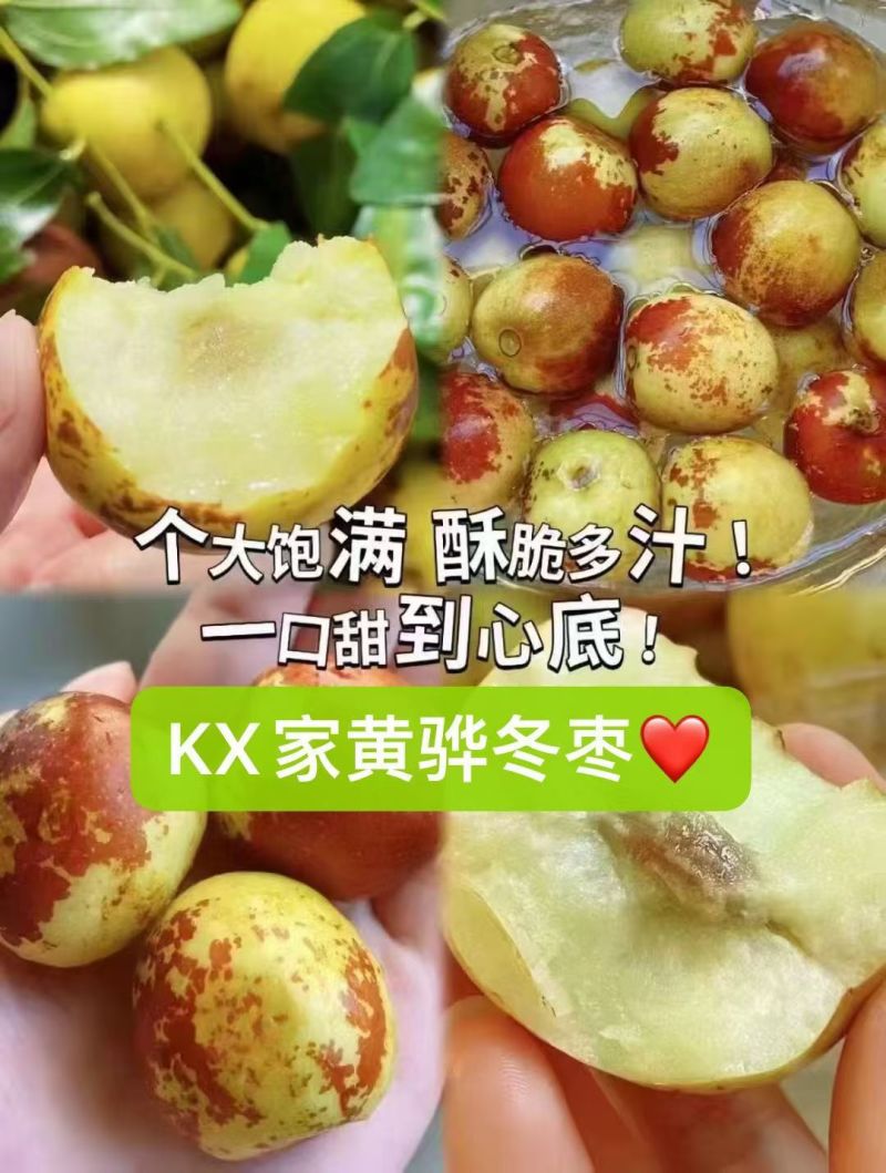 正宗黄骅冬枣