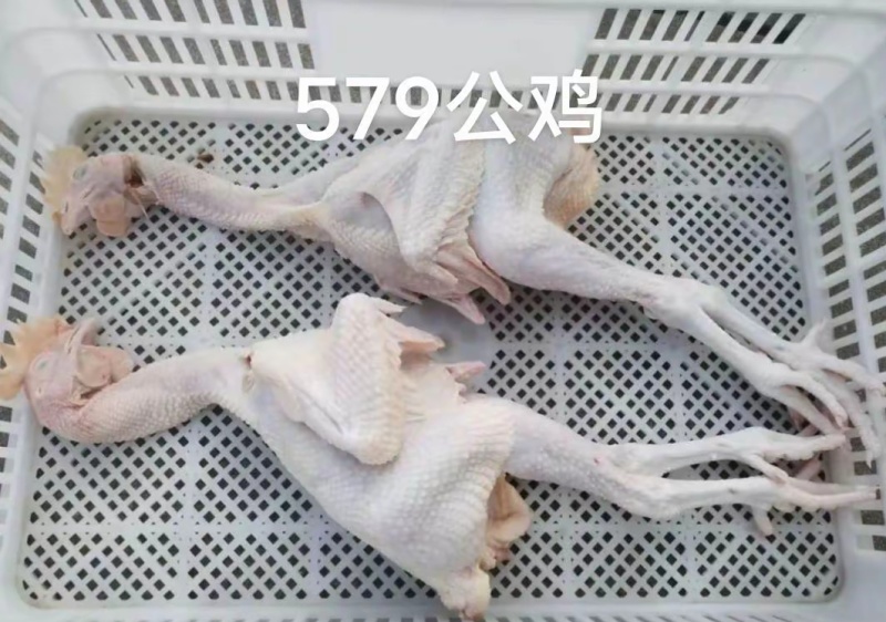 579小公鸡，新品冷冻，各种规格齐全质量保证全国冷链发货