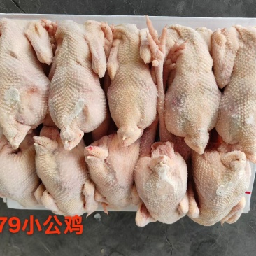 579小公鸡，新品冷冻，各种规格齐全质量保证全国冷链发货